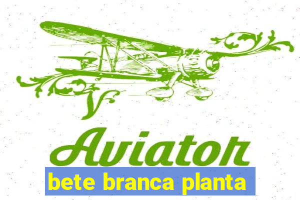 bete branca planta