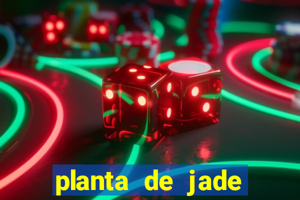 planta de jade significado espiritual